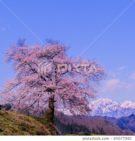One cherry tree and Northern Alps One cherry tree and Northern Alps 65077992