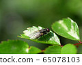 Macro of little gray fly Anthomyia liturata 65078103
