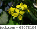 Close-up of spring inflorescence of celandine Chelidonium majus 65078104
