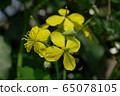Close-up of yellow flowers of Caucasian celandine Chelidonium majus 65078105