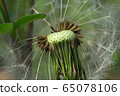 Macro inflorescence of brown seeds of Caucasian dandelion Taraxacum officinale  65078106