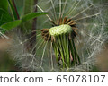 Close-up inflorescence of brown seeds of Caucasian dandelion Taraxacum officinale  65078107