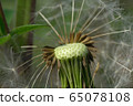 Macro spring inflorescence of brown seeds of dandelion Taraxacum officinale  65078108