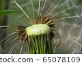 Macro of brown seeds of Caucasian dandelion Taraxacum officinale  65078109