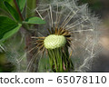 Close-up spring inflorescence of brown seeds of dandelion Taraxacum officinale  65078110