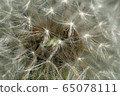 Macro of spring white inflorescence of dandelion Taraxacum officinale  65078111
