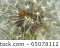 Macro of white inflorescence of seeds of Caucasian dandelion Taraxacum officinale  65078112