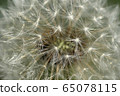 Macro of white inflorescence of dandelion seeds 65078115