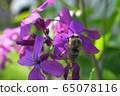 Macro of Caucasian bee Anthophora plumipes on purple flowers of Lunaria annua 65078116