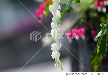 White Gold Flower 9 White Gold Flower 9 65078153