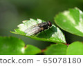 Close-up of little gray fly Anthomyia liturata 65078180