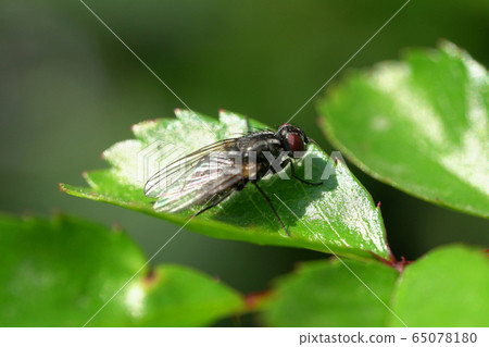 Close-up of little gray fly Anthomyia liturata 65078180