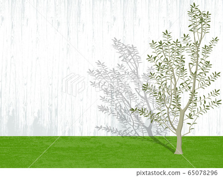 Olive fence tree Olive fence tree 65078296