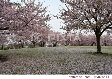 櫻花開始下降 櫻花開始下降 65078411