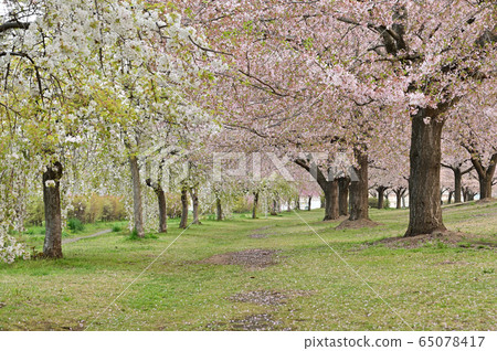 Cherry blossom path 65078417