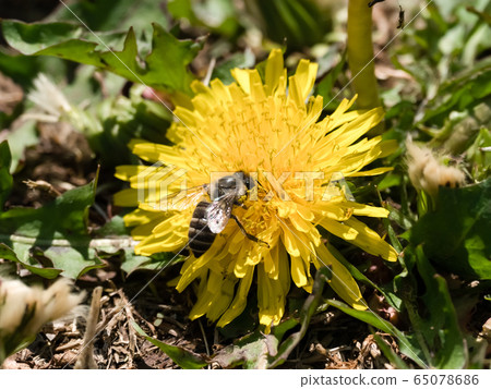 Japanese bee Japanese bee 65078686