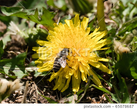 日本蜜蜂 日本蜜蜂 65078687