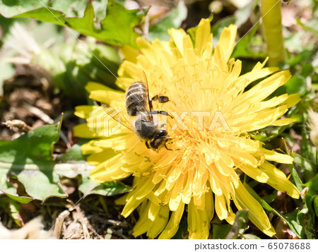日本蜜蜂 65078688
