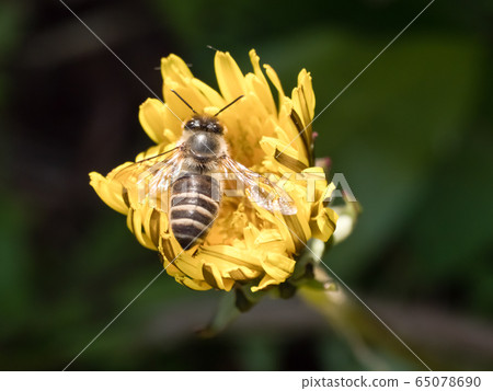 Japanese bee 65078690