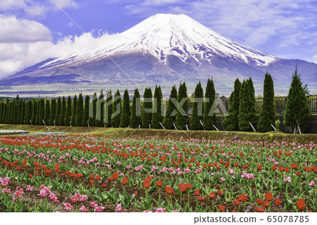 [Yamanashi Prefecture] Hananoto Park Tulip flower garden and Mt. Fuji 65078785