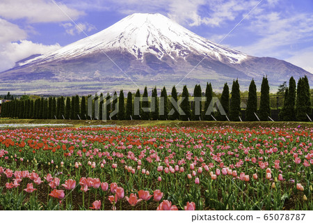 [山梨縣]花之鄉公園鬱金香花園和富士山 65078787