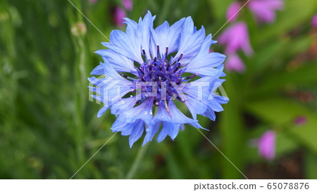 五月花 照片素材 圖片 圖庫