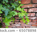 Foliage plant  65078898