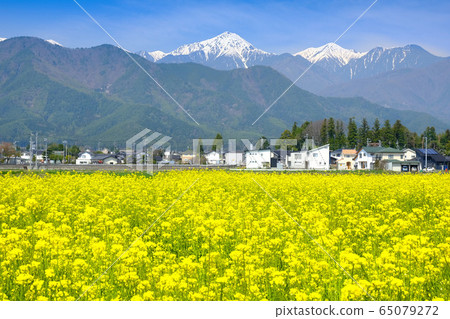 Rape field and Mt. 65079272