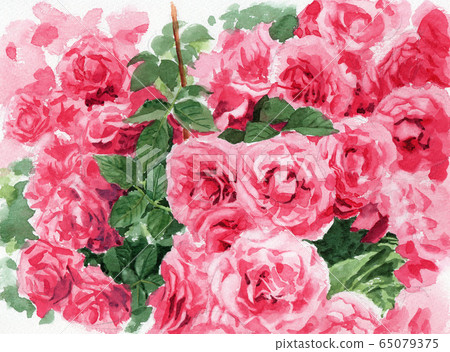 Planting pink roses painted in watercolor Planting pink roses painted in watercolor 65079375
