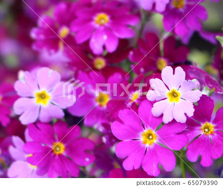 primrose primrose 65079390