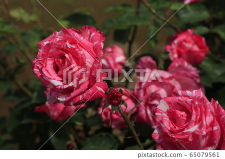 rose rose 65079561