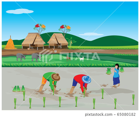 farmer transplant rice seeding vector design 65080182