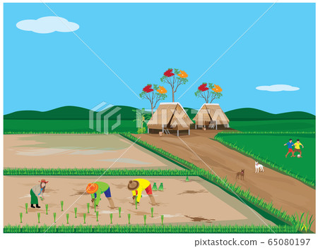 farmer transplant rice seeding vector design 65080197