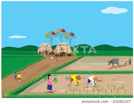 farmer transplant rice seeding vector design 65080207