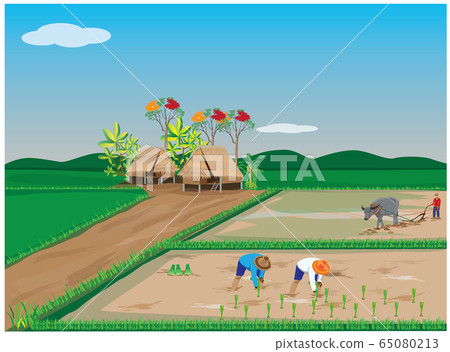 farmer transplant rice seeding vector design - Stock Illustration ...