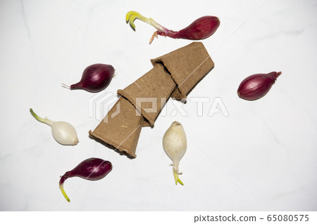 Concept of gardening- eco friendly pots of peat and onion bulbes on marble white texture background. Copy space, top view 65080575