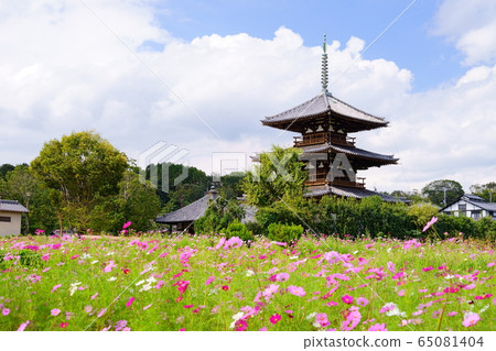 Hokiji Temple and Cosmos Field-4 65081404