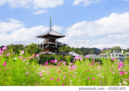 Hokiji Temple and Cosmos Field-5 65081405