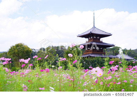 Hokiji Temple and Cosmos Field-6 65081407