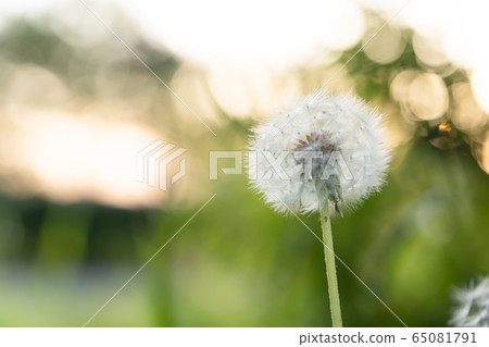 Stock photo: dandelion 65081791