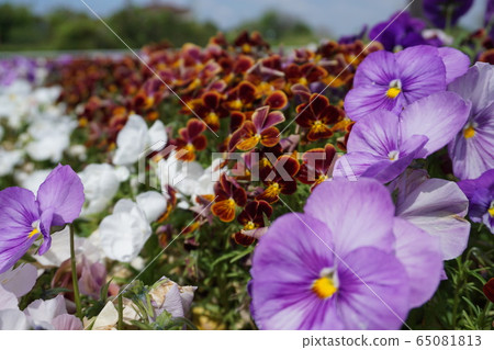 三色堇 三色堇 65081813