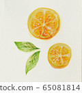 Orange cross section watercolor 65081814