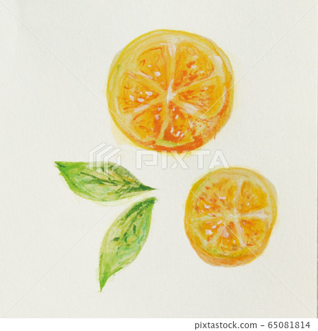 Orange cross section watercolor 65081814