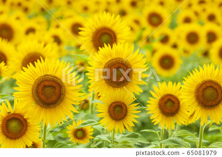 Sunflower sunflower field 65081979