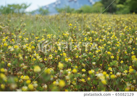 Yellow Wild Grass Yellow Wild Grass 65082129