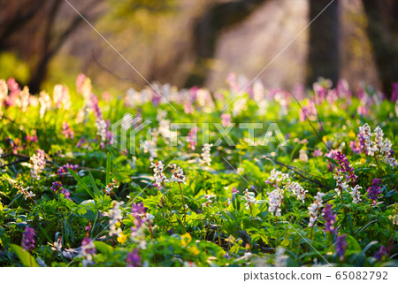 Spring forest with blooming Corydalis cava flowers Spring forest with blooming Corydalis cava flowers 65082792