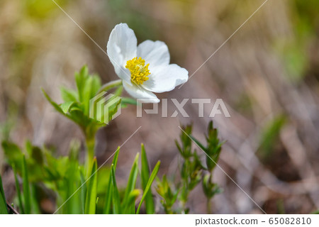 Anemone sylvestris (snowdrop anemone) 65082810