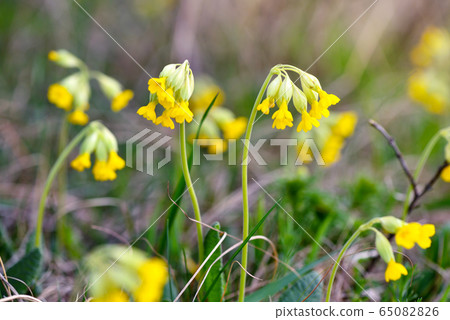 Primula veris (Cowslip) at garden grass in spring 65082826