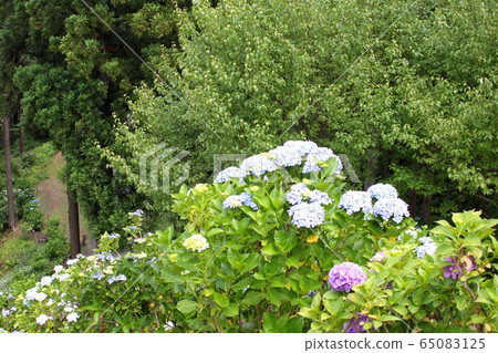 Hydrangea Ibaraki Flower Park Hydrangea Ibaraki Flower Park 65083125
