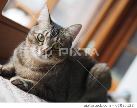 cute cat cute cat 65083128